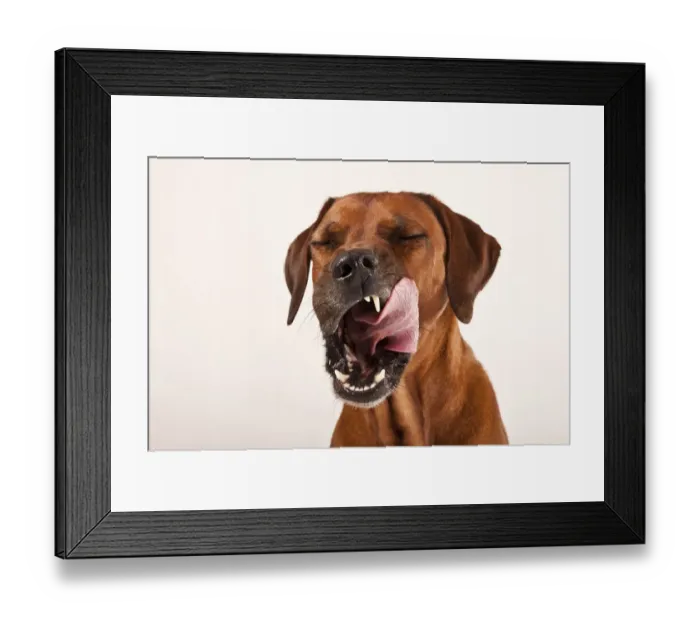 Framed Print : Rhodesian Ridgeback, male dog, licking his tongue around his mouth, portrait Framed Print : Rhodesian Ridgeback, male dog, licking his tongue around his mouth, portrait