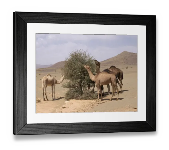 Framed Print : Three Dromedaries or Arabian Camels -Camelus dromedarius-, grazing in the rocky desert of the Draa Valley, near Agdz, Morocco, North Africa, Africa Framed Print : Three Dromedaries or Arabian Camels -Camelus dromedarius-, grazing in the rocky desert of the Draa Valley, near Agdz, Morocco, North Africa, Africa