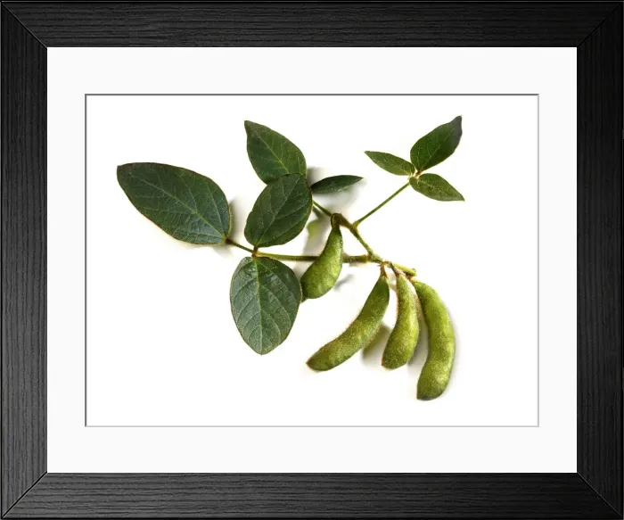 Framed Print : Soybeans -Glycine max- with leaves Framed Print : Soybeans -Glycine max- with leaves