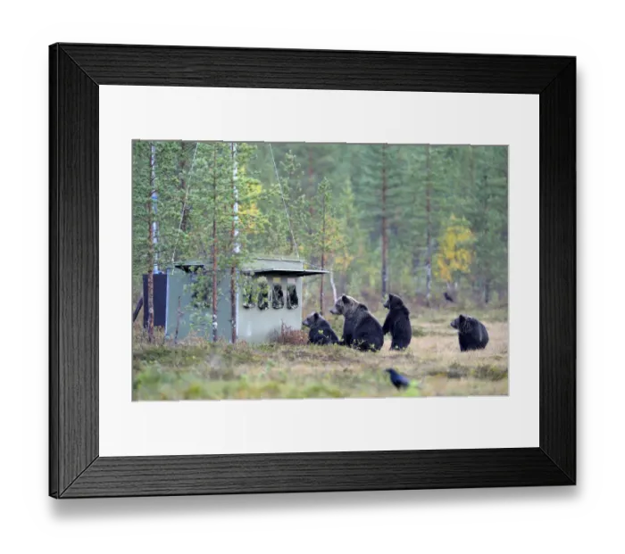 Framed Print : Brown Bears -Ursus arctos-, mother bear with cubs inspecting a photographer hiding in the autumnally coloured taiga or boreal forest, border area to Russia, Kuhmo, Karelia, Finland Framed Print : Brown Bears -Ursus arctos-, mother bear with cubs inspecting a photographer hiding in the autumnally coloured taiga or boreal forest, border area to Russia, Kuhmo, Karelia, Finland