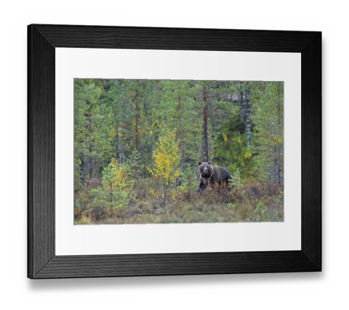 Framed Print : Brown Bear -Ursus arctos- in the autumnally coloured taiga or boreal forest, border area to Russia, Kuhmo, Karelia, Finland Framed Print : Brown Bear -Ursus arctos- in the autumnally coloured taiga or boreal forest, border area to Russia, Kuhmo, Karelia, Finland