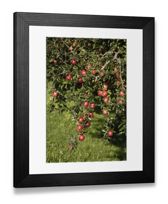Framed Print : Ripe apples on an apple tree, Bad Feilnbach, Upper Bavaria, Bavaria, Germany, Europe, PublicGround Framed Print : Ripe apples on an apple tree, Bad Feilnbach, Upper Bavaria, Bavaria, Germany, Europe, PublicGround