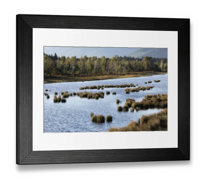 Framed Print : Nicklheimer Moor, peat bogs between Raubling and Bad Feilnbach, Upper Bavaria, Bavaria, Germany, Europe, PublicGround Framed Print : Nicklheimer Moor, peat bogs between Raubling and Bad Feilnbach, Upper Bavaria, Bavaria, Germany, Europe, PublicGround