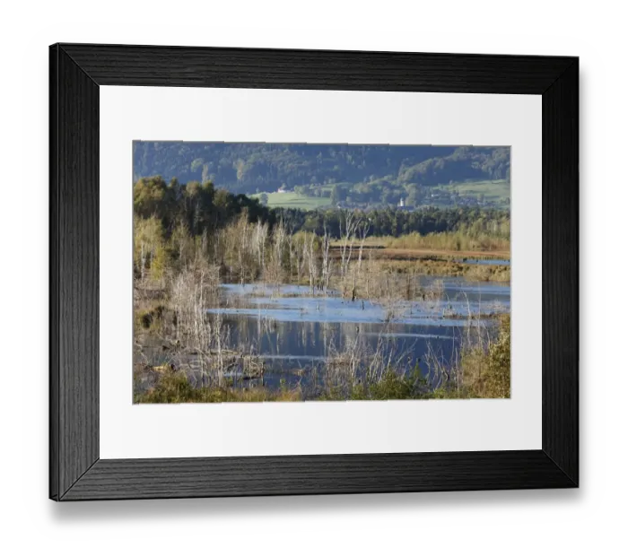 Framed Print : Nicklheimer Moor, peat bogs between Raubling and Bad Feilnbach, Litzldorf at back, Upper Bavaria, Bavaria, Germany, Europe, PublicGround Framed Print : Nicklheimer Moor, peat bogs between Raubling and Bad Feilnbach, Litzldorf at back, Upper Bavaria, Bavaria, Germany, Europe, PublicGround
