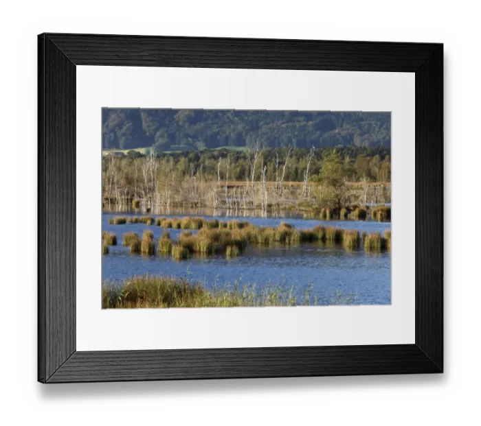Framed Print : Nicklheimer Moor, peat bogs between Raubling and Bad Feilnbach, Upper Bavaria, Bavaria, Germany, Europe, PublicGround Framed Print : Nicklheimer Moor, peat bogs between Raubling and Bad Feilnbach, Upper Bavaria, Bavaria, Germany, Europe, PublicGround