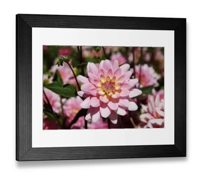 Framed Print : Dahlia -Dahlia-, Gerrie Hoek breed Framed Print : Dahlia -Dahlia-, Gerrie Hoek breed
