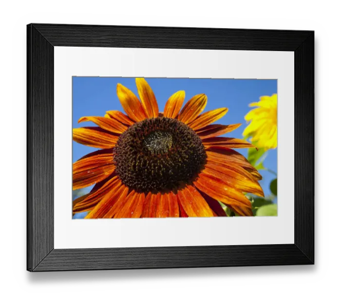 Framed Print : Orange Sunflower -Helianthus annuus-, Adamsville, Quebec, Canada Framed Print : Orange Sunflower -Helianthus annuus-, Adamsville, Quebec, Canada