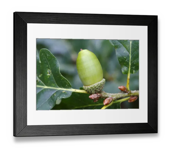 Framed Print : Sessile or Durmast Oak -Quercus petraea, Quercus sessilis-, unripe acorn on tree, Neunkirchen, Siegerland, North Rhine-Westphalia, Germany, Europe Framed Print : Sessile or Durmast Oak -Quercus petraea, Quercus sessilis-, unripe acorn on tree, Neunkirchen, Siegerland, North Rhine-Westphalia, Germany, Europe
