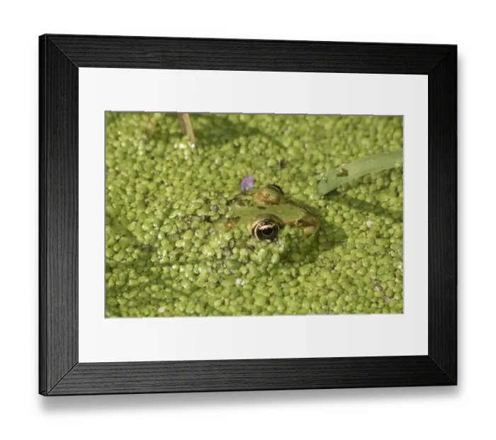 Framed Print : Water Frog -Rana sp. - in water covered with duckweed, Leptokaria, Greece, Europe Framed Print : Water Frog -Rana sp. - in water covered with duckweed, Leptokaria, Greece, Europe