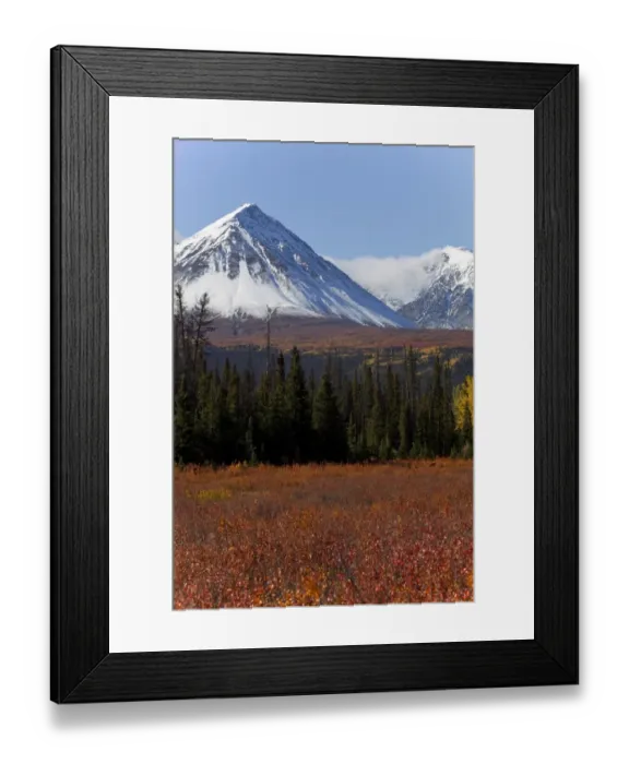 Framed Print : American dwarf birch, Resin birch or Shrub birch -Betula glandulosa- in Indian Summer, autumn, leaves in fall colours, St. Elias Mountains, Kluane and Boundary Ranges behind, Kluane National Park and Reserve, Yukon Territory, Canada Framed Print : American dwarf birch, Resin birch or Shrub birch -Betula glandulosa- in Indian Summer, autumn, leaves in fall colours, St. Elias Mountains, Kluane and Boundary Ranges behind, Kluane National Park and Reserve, Yukon Territory, Canada
