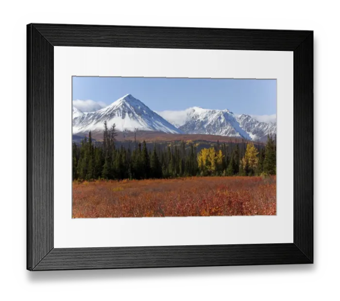 Framed Print : American dwarf birch, Resin birch or Shrub birch -Betula glandulosa- in Indian Summer, autumn, leaves in fall colours, St. Elias Mountains, Kluane and Boundary Ranges behind, Kluane National Park and Reserve, Yukon Territory, Canada Framed Print : American dwarf birch, Resin birch or Shrub birch -Betula glandulosa- in Indian Summer, autumn, leaves in fall colours, St. Elias Mountains, Kluane and Boundary Ranges behind, Kluane National Park and Reserve, Yukon Territory, Canada
