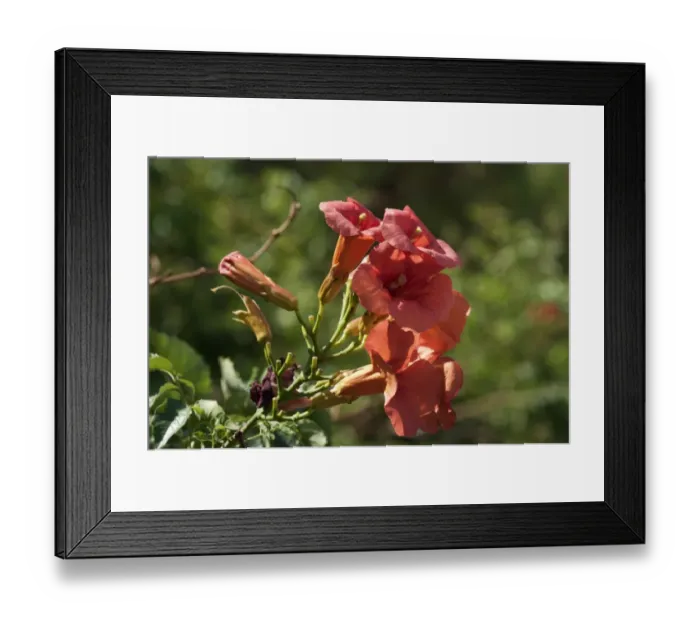 Framed Print : Chinese Trumpet Vine -Campsis grandiflora-, inflorescence, Leptokaria, Greece, Europe Framed Print : Chinese Trumpet Vine -Campsis grandiflora-, inflorescence, Leptokaria, Greece, Europe