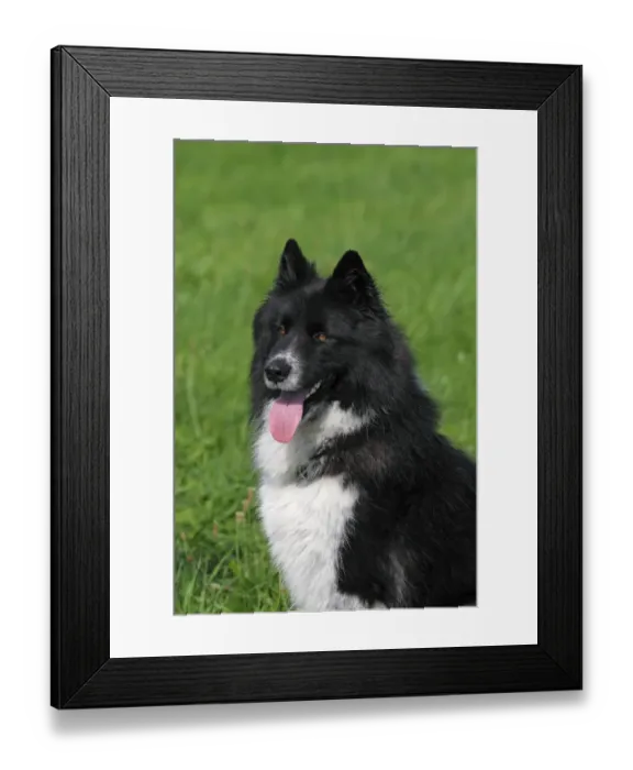 Framed Print : Male dog, mixed-breed -Canis lupus familiaris-, portrait Framed Print : Male dog, mixed-breed -Canis lupus familiaris-, portrait