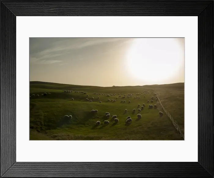 Framed Print : Flock of sheep on a green meadow or pasture, bringing down sheep in Kirkjubaejarklaustur, South Iceland, Iceland, Europe Framed Print : Flock of sheep on a green meadow or pasture, bringing down sheep in Kirkjubaejarklaustur, South Iceland, Iceland, Europe