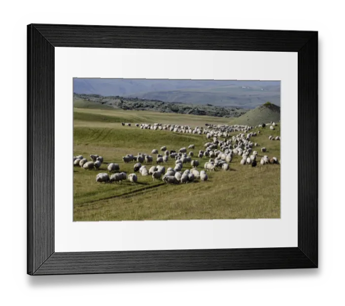 Framed Print : Flock of sheep on a green meadow or pasture, bringing down sheep in Kirkjubaejarklaustur, South Iceland, Iceland, Europe Framed Print : Flock of sheep on a green meadow or pasture, bringing down sheep in Kirkjubaejarklaustur, South Iceland, Iceland, Europe
