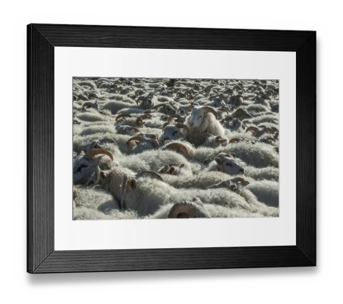 Framed Print : Flock of sheep near Kirkjubaejarklaustur, southern Iceland, Iceland, Europe Framed Print : Flock of sheep near Kirkjubaejarklaustur, southern Iceland, Iceland, Europe