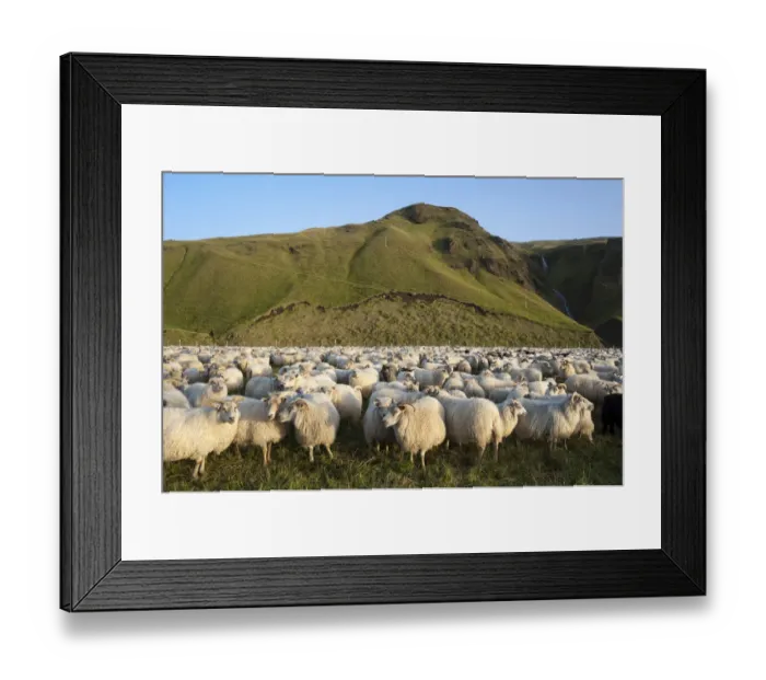 Framed Print : Flock of sheep near Kirkjubaejarklaustur, green hills at the back, southern Iceland, Iceland, Europe Framed Print : Flock of sheep near Kirkjubaejarklaustur, green hills at the back, southern Iceland, Iceland, Europe