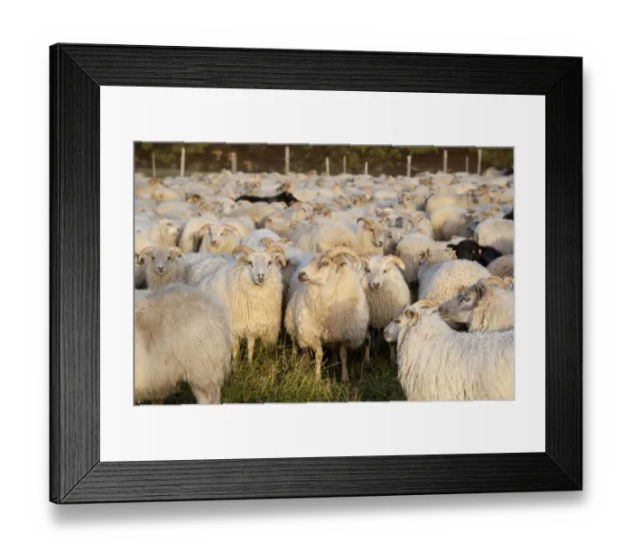 Framed Print : Black sheep among white sheep, flock of sheep near Kirkjubaejarklaustur, southern Iceland, Iceland, Europe Framed Print : Black sheep among white sheep, flock of sheep near Kirkjubaejarklaustur, southern Iceland, Iceland, Europe