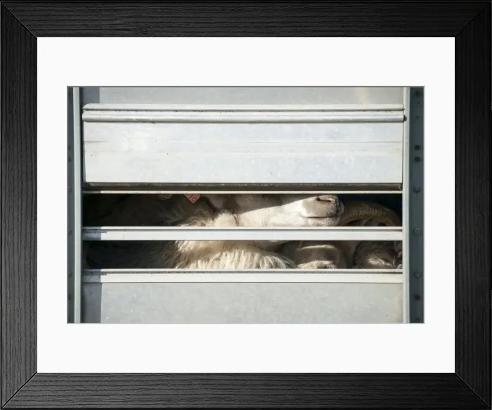 Framed Print : Sheep in a truck, transportation of sheep near Kirkjubaejarklaustur, southern Iceland, Iceland, Europe Framed Print : Sheep in a truck, transportation of sheep near Kirkjubaejarklaustur, southern Iceland, Iceland, Europe