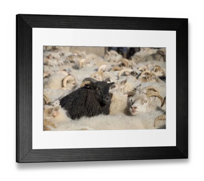 Framed Print : Black sheep among white sheep, flock of sheep near Kirkjubaejarklaustur, southern Iceland, Iceland, Europe Framed Print : Black sheep among white sheep, flock of sheep near Kirkjubaejarklaustur, southern Iceland, Iceland, Europe