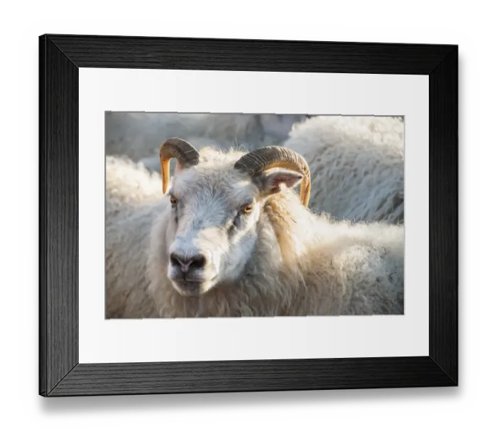 Framed Print : Sheep, flock of sheep near Kirkjubaejarklaustur, southern Iceland, Iceland, Europe Framed Print : Sheep, flock of sheep near Kirkjubaejarklaustur, southern Iceland, Iceland, Europe