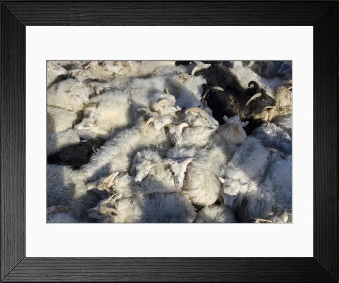 Framed Print : Black sheep among white sheep, flock of sheep near Kirkjubaejarklaustur, southern Iceland, Iceland, Europe Framed Print : Black sheep among white sheep, flock of sheep near Kirkjubaejarklaustur, southern Iceland, Iceland, Europe