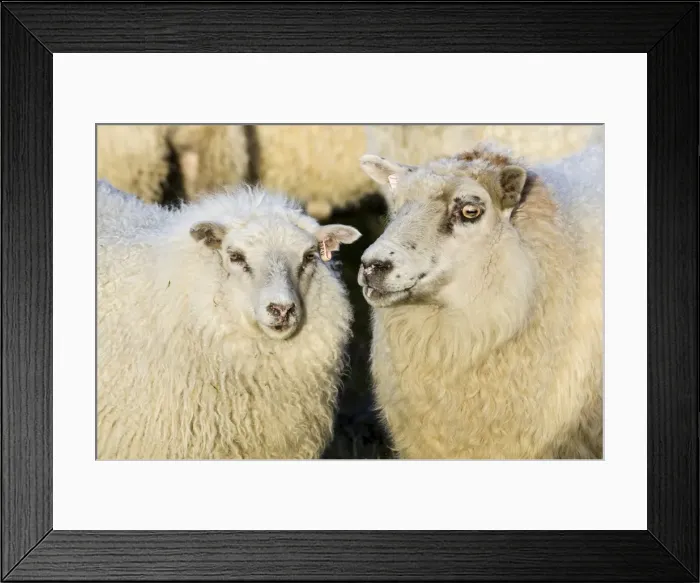 Framed Print : Sheep, flock of sheep near Kirkjubaejarklaustur, southern Iceland, Iceland, Europe Framed Print : Sheep, flock of sheep near Kirkjubaejarklaustur, southern Iceland, Iceland, Europe
