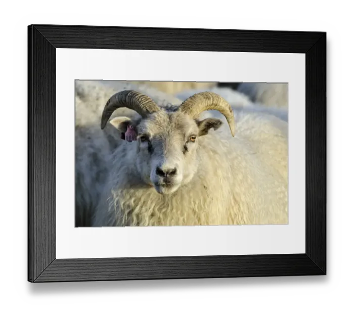 Framed Print : Sheep, flock of sheep near Kirkjubaejarklaustur, southern Iceland, Iceland, Europe Framed Print : Sheep, flock of sheep near Kirkjubaejarklaustur, southern Iceland, Iceland, Europe