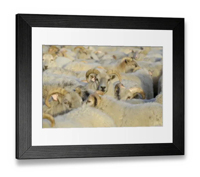 Framed Print : Flock of sheep near Kirkjubaejarklaustur, southern Iceland, Iceland, Europe Framed Print : Flock of sheep near Kirkjubaejarklaustur, southern Iceland, Iceland, Europe