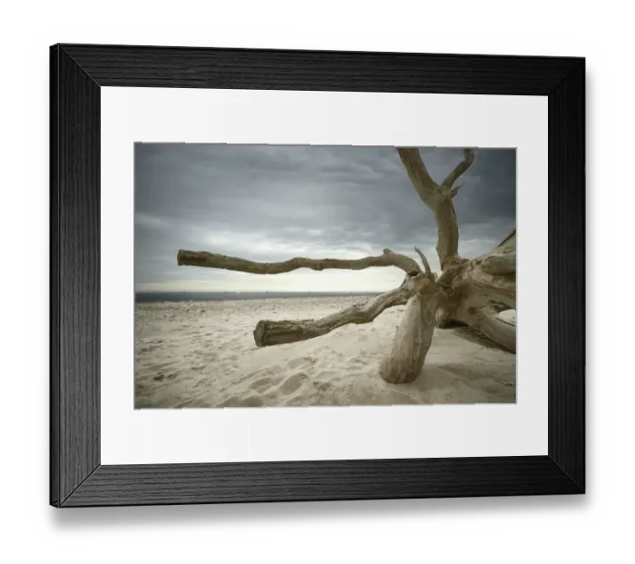 Framed Print : Overturned barked tree on the beach, Weststrand, Darss, Fischland-Darss-Zingst, Mecklenburg-Western Pomerania, Germany Framed Print : Overturned barked tree on the beach, Weststrand, Darss, Fischland-Darss-Zingst, Mecklenburg-Western Pomerania, Germany