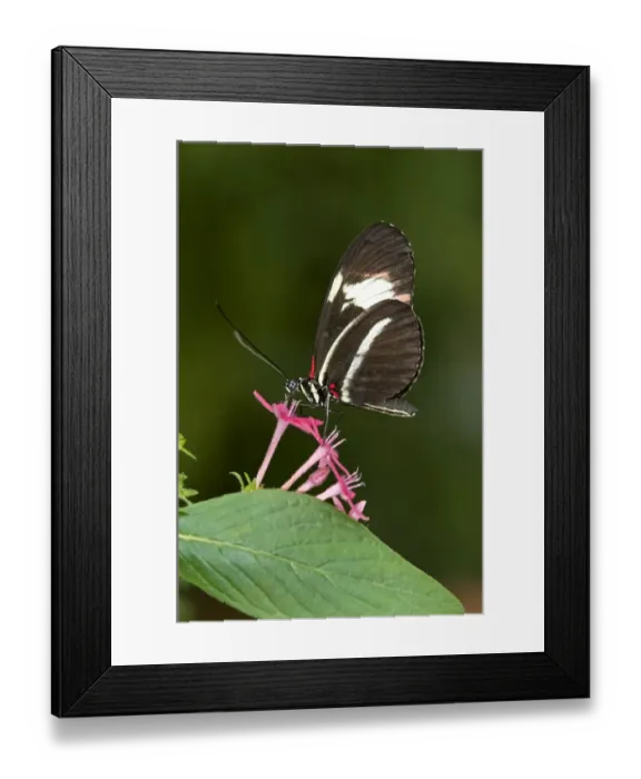 Framed Print : Postman Butterfly -Heliconius melpomene- Framed Print : Postman Butterfly -Heliconius melpomene-
