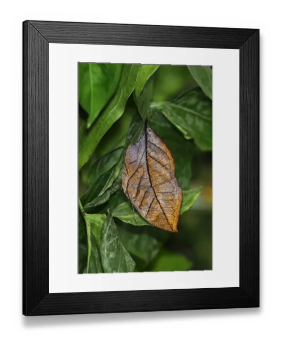 Framed Print : Indian or Malayan Leafwing Butterfly -Kallima paralekta-, the closed wings mimic the shape and color of a withered leaf perfectly