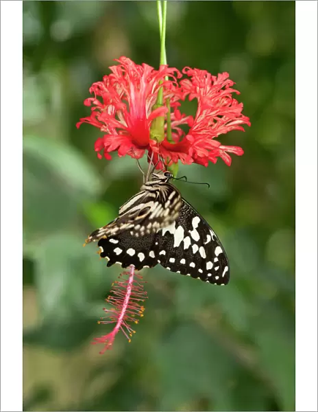 Emperor Swallowtail -Papilio ophidicephalus-