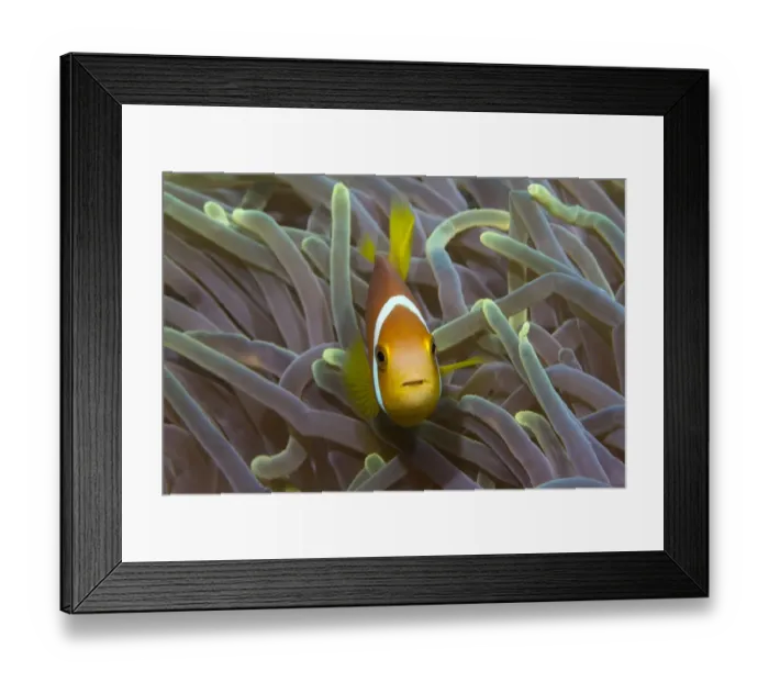 Framed Print : Blackfinned Anemonefish or Maldives Anemonefish -Amphiprion nigripes-, clownfish, Noonu Atoll, Maldives, Indian Ocean