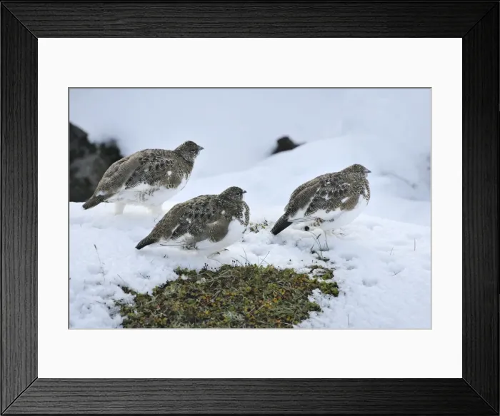 Framed Print : Ptarmigans -Lagopus lagopus-, Krafla, Northeastern Region, Iceland Framed Print : Ptarmigans -Lagopus lagopus-, Krafla, Northeastern Region, Iceland