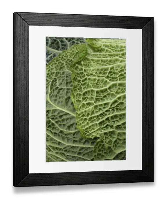 Framed Print : Savoy cabbage -Brassica oleracea convar. Capitata var sabauda L. -, detail of leaf