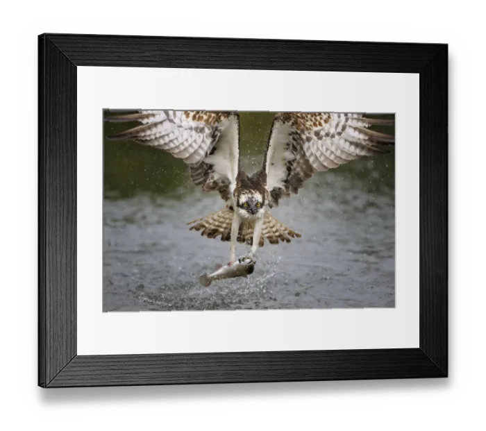 Framed Print : Osprey -Pandion haliaetus- in flight with a Rainbow Trout -Oncorhynchus mykiss- as prey, Pothiolampi, Kangasala, Westfinnland, Finland Framed Print : Osprey -Pandion haliaetus- in flight with a Rainbow Trout -Oncorhynchus mykiss- as prey, Pothiolampi, Kangasala, Westfinnland, Finland