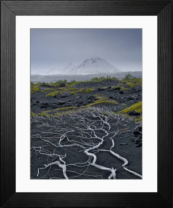 Framed Print : Lava desert and exposed, dead tree roots, Skutustaoir, Northeastern Region, Iceland Framed Print : Lava desert and exposed, dead tree roots, Skutustaoir, Northeastern Region, Iceland