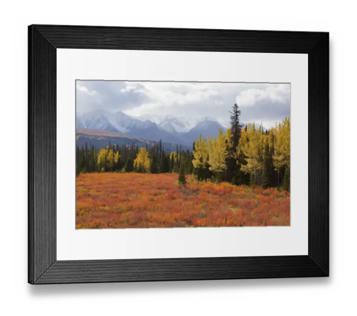 Framed Print : American dwarf birch, Resin birch or Shrub birch -Betula glandulosa- in Indian Summer, autumn, leaves in fall colours, St. Elias Mountains, Kluane and Boundary Ranges behind, Kluane National Park and Reserve, Yukon Territory, Canada Framed Print : American dwarf birch, Resin birch or Shrub birch -Betula glandulosa- in Indian Summer, autumn, leaves in fall colours, St. Elias Mountains, Kluane and Boundary Ranges behind, Kluane National Park and Reserve, Yukon Territory, Canada