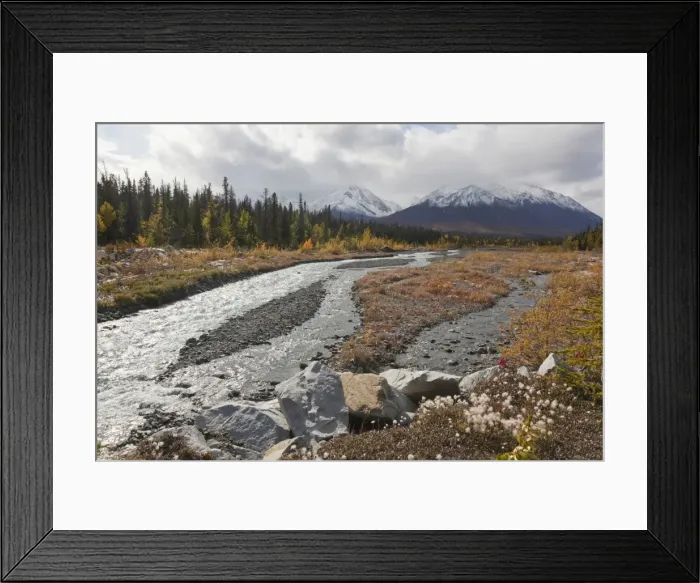 Framed Print : Cotton grass at Quill Creek, autumn, fall colours, Indian Summer, St. Elias Mountains, Kluane Range behind, Kluane National Park and Reserve, Yukon Territory, Canada Framed Print : Cotton grass at Quill Creek, autumn, fall colours, Indian Summer, St. Elias Mountains, Kluane Range behind, Kluane National Park and Reserve, Yukon Territory, Canada