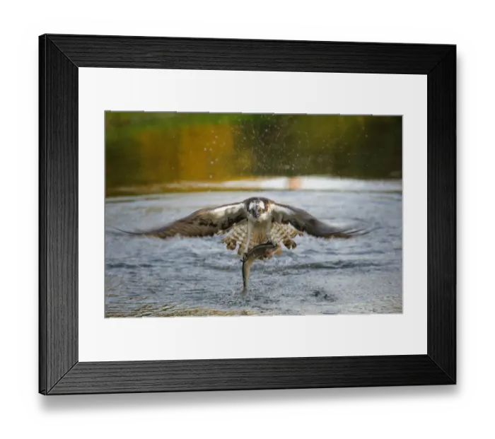Framed Print : Osprey -Pandion haliaetus- in flight with Rainbow Trout -Oncorhynchus mykiss- as prey in the morning light, Pothiolampi, Kangasala, Westfinnland, Finland Framed Print : Osprey -Pandion haliaetus- in flight with Rainbow Trout -Oncorhynchus mykiss- as prey in the morning light, Pothiolampi, Kangasala, Westfinnland, Finland