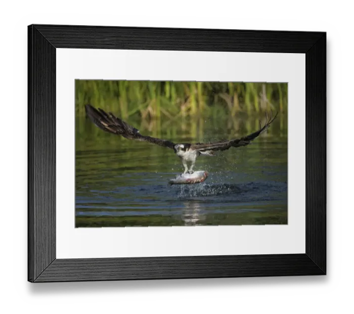 Framed Print : Osprey -Pandion haliaetus- in flight with Rainbow Trout -Oncorhynchus mykiss- as prey, Pothiolampi, Kangasala, Westfinnland, Finland