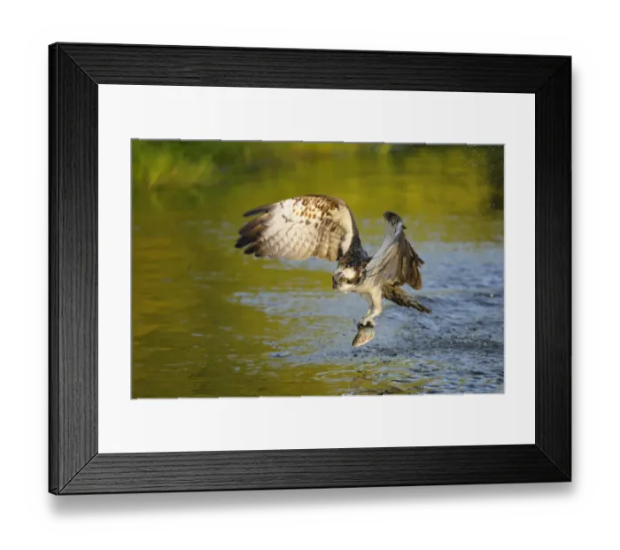 Framed Print : Osprey -Pandion haliaetus- in flight with Rainbow Trout -Oncorhynchus mykiss- as prey, Pothiolampi, Kangasala, Westfinnland, Finland Framed Print : Osprey -Pandion haliaetus- in flight with Rainbow Trout -Oncorhynchus mykiss- as prey, Pothiolampi, Kangasala, Westfinnland, Finland