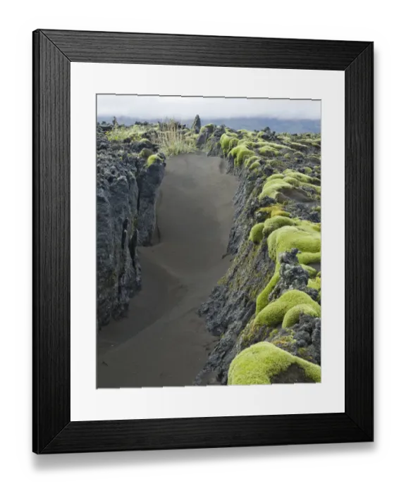 Framed Print : Moss on old lava field, Southern Region, Iceland Framed Print : Moss on old lava field, Southern Region, Iceland