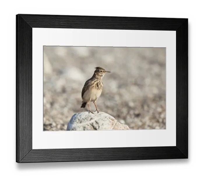 Framed Print : Crested Lark -Galerida cristata-, Cirali, Turkey, Asia Minor Framed Print : Crested Lark -Galerida cristata-, Cirali, Turkey, Asia Minor