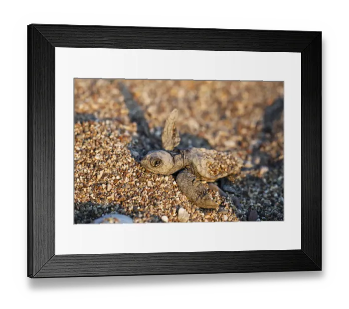 Framed Print : Loggerhead Sea Turtle -Caretta caretta-, hatchling, Lycian Coast, Turkey, Asia Minor Framed Print : Loggerhead Sea Turtle -Caretta caretta-, hatchling, Lycian Coast, Turkey, Asia Minor