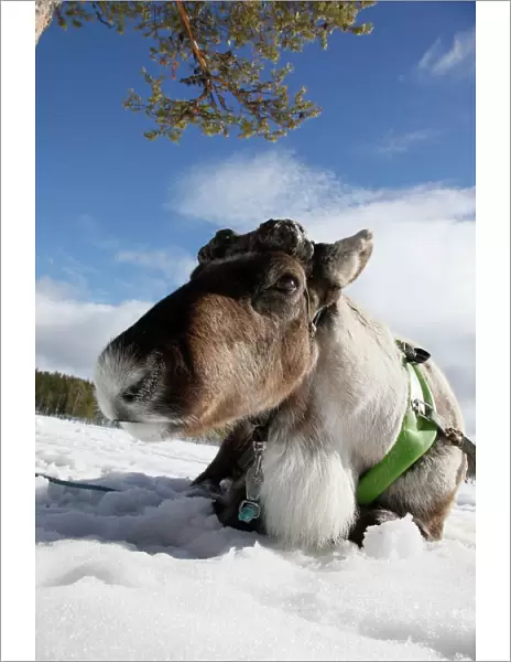 Domesticated reindeer (Rangifer tarandus), Salla, Lapland, Finland