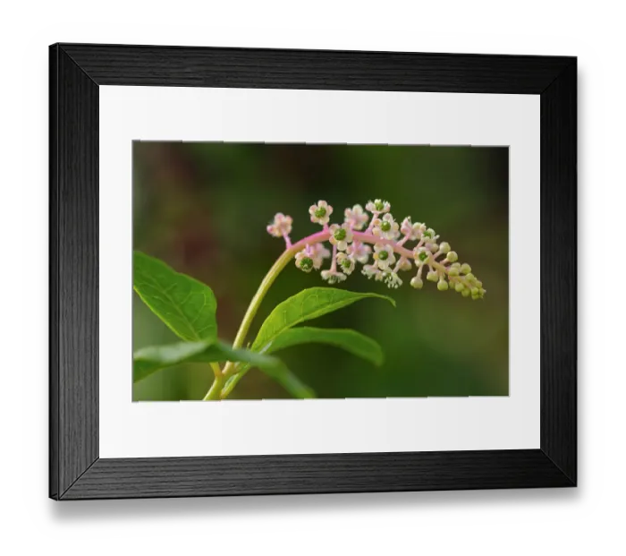 Framed Print : American Pokeweed -Phytolacca americana-, inflorescense Framed Print : American Pokeweed -Phytolacca americana-, inflorescense