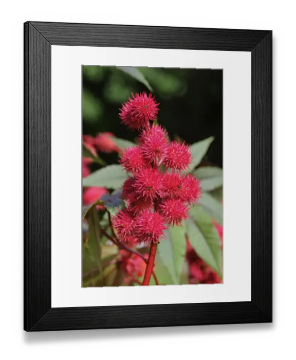 Framed Print : Castor oil plant -Ricinus communis-, fruits, Europe Framed Print : Castor oil plant -Ricinus communis-, fruits, Europe
