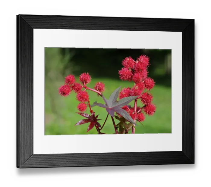 Framed Print : Castor oil plant -Ricinus communis-, fruits, Europe Framed Print : Castor oil plant -Ricinus communis-, fruits, Europe